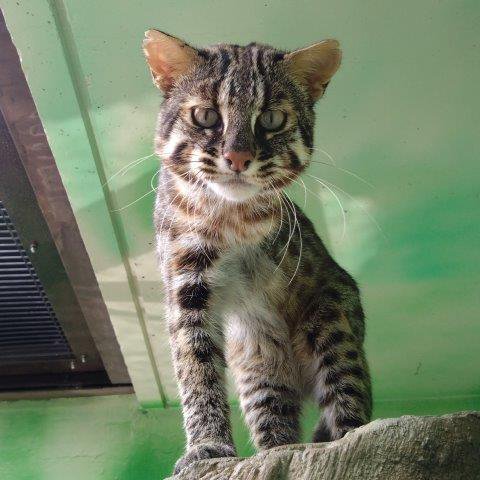 ツシマヤマネコの仔 2025｜オフィシャルブログ｜東山動植物園